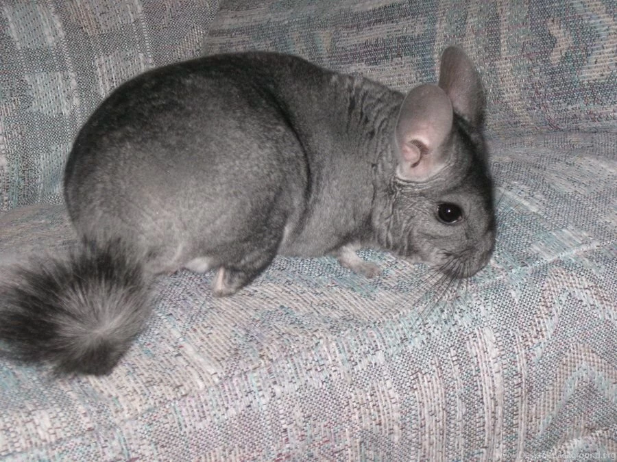 Chinchilla S By Leap207 On DeviantArt