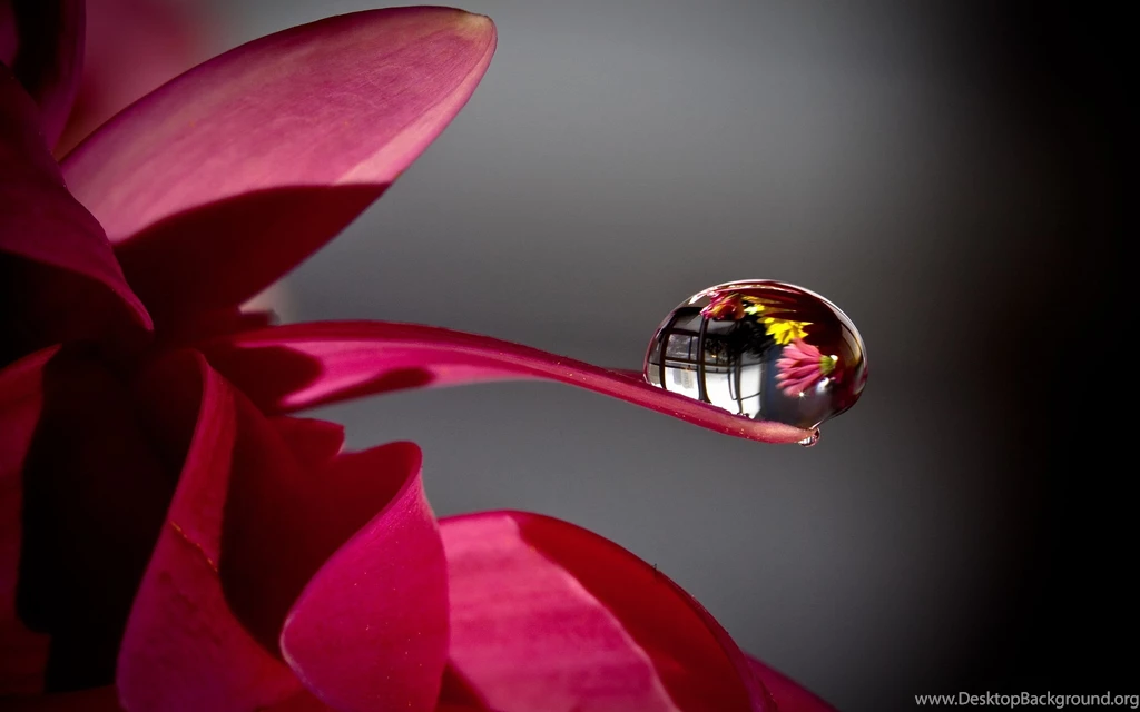 Petal Water Drop Wallpapers