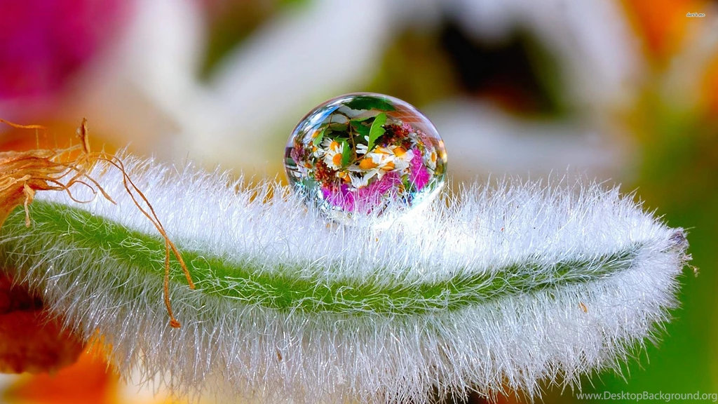 Flowers In A Water Drop Wallpapers   Photography Wallpapers