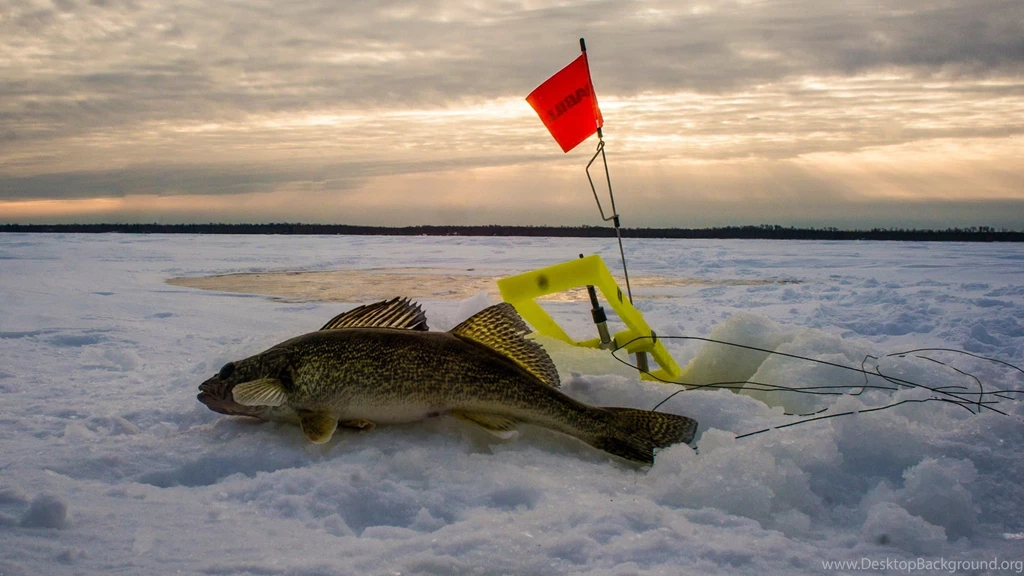 Walleye Ice Fishing Red Lake MN January 8 11, 2015 YouTube
