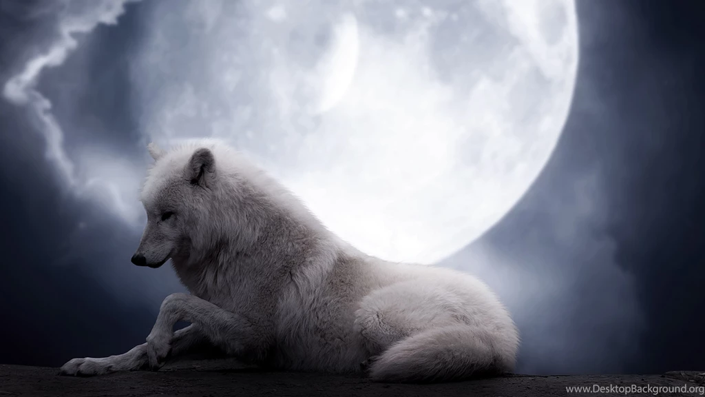 4k Wallpaper Of Wolf