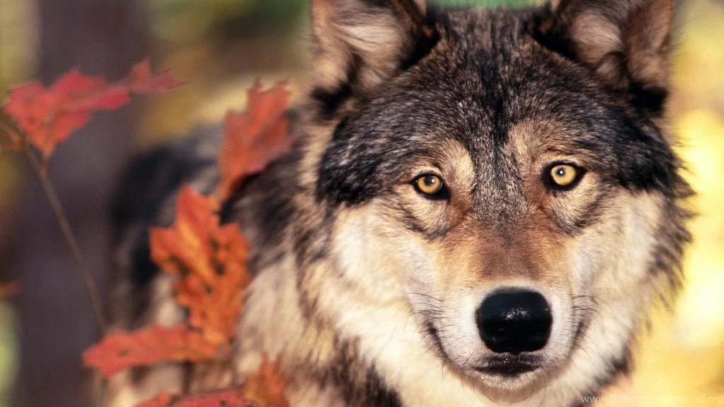 Page 4: 4K Ultra HD Wolf Wallpapers HD, Desktop Backgrounds 3840x2160