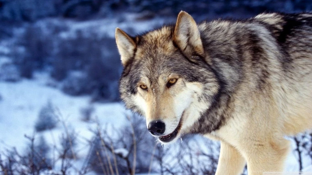 Wolf HD Desktop Wallpapers : High Definition : Fullscreen : Mobile
