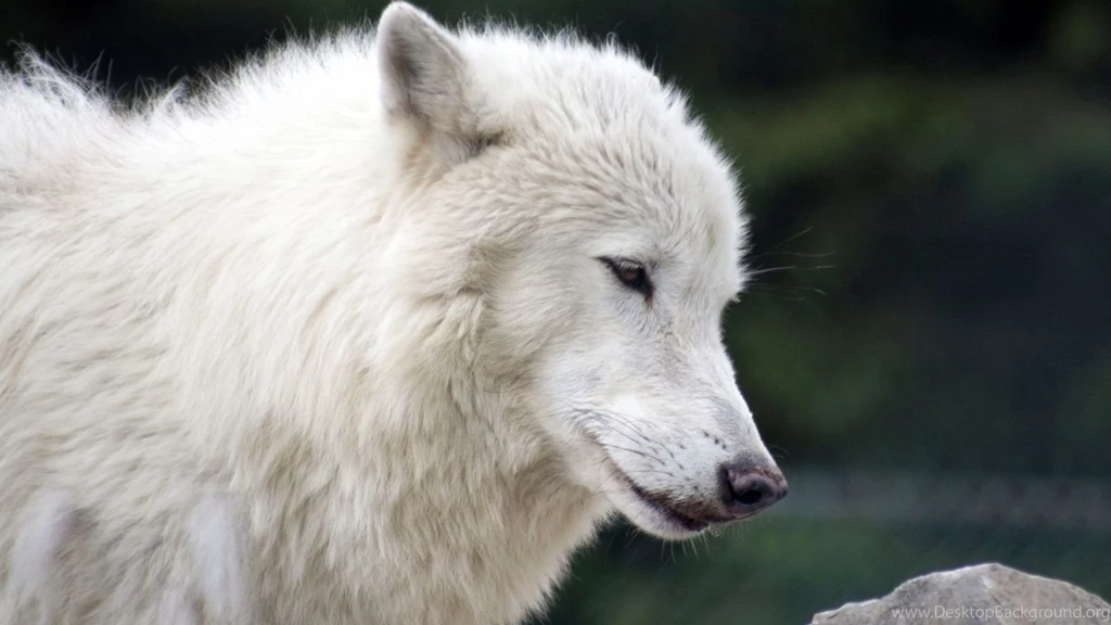 White wolf