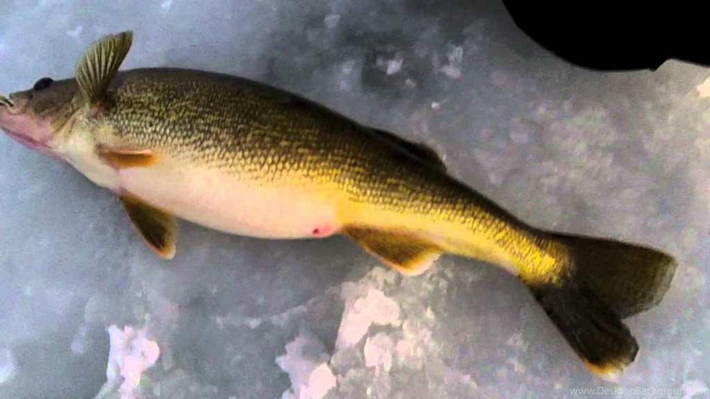 Ice Fishing Door County Walleyes, Big 10 Pound Walleyes, Sturgeon ...