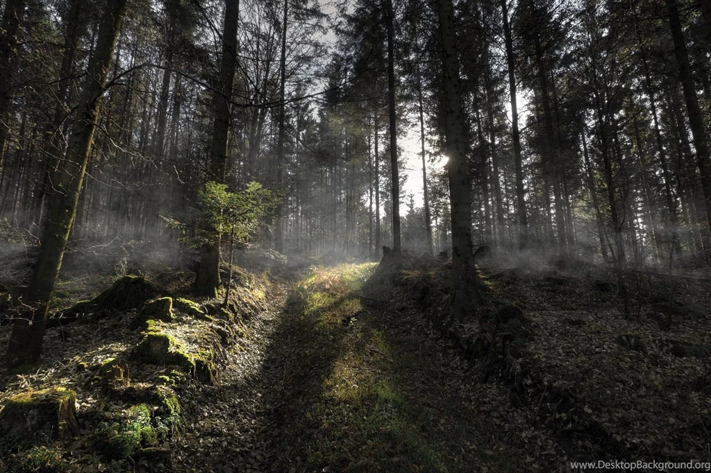 Spooky Autumn Forest Backgrounds By Burtn On DeviantArt