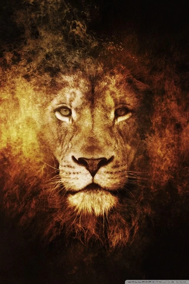 Lion iPhone Wallpapers 2146 HD Wallpapers Site