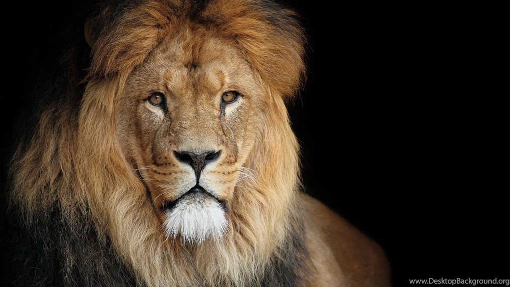 Lion Background Images 3194 HD Wallpapers Site