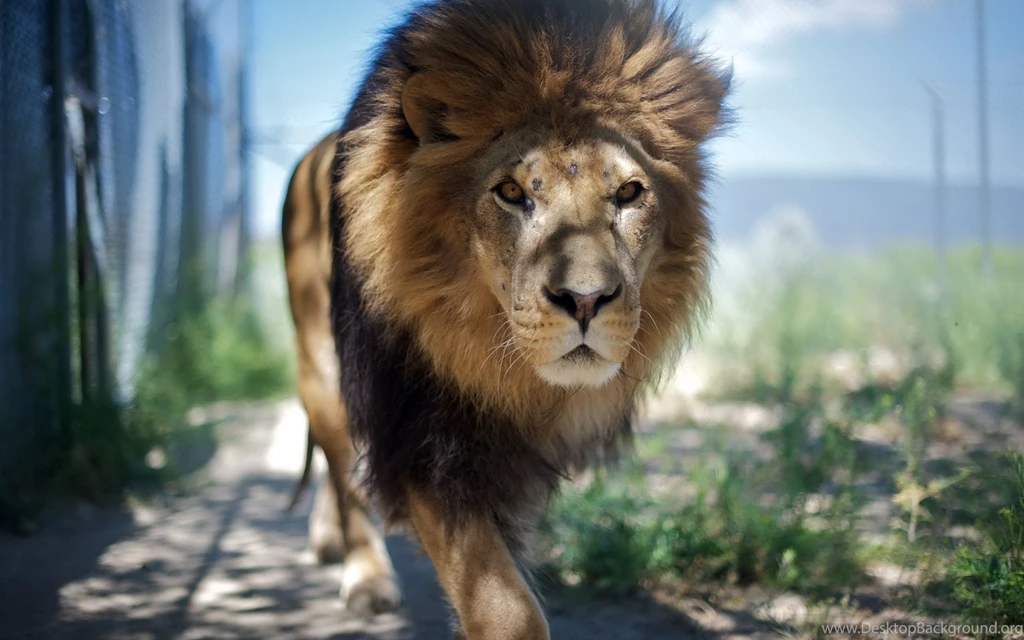 Majestic Male Lion Wallpapers