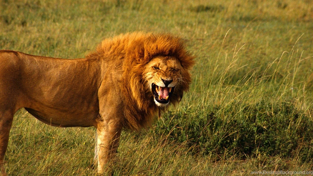 Roar Desktop HD Wallpaper, Roar Images, New Wallpapers