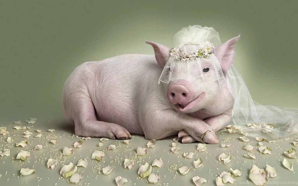 Piggy Bride Funny Wallpapers Download For Desktop & Mobile