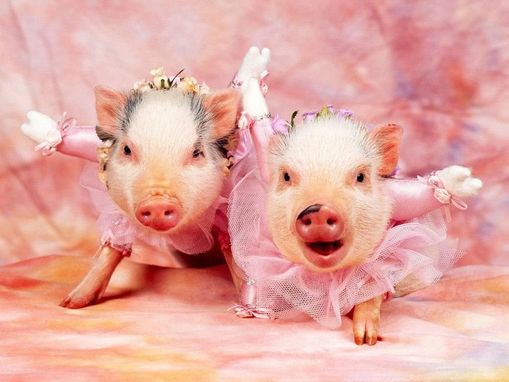 Wallpaper2u: Piggy Ballet Pigs Christmas Time Funny Pink Desktop ...