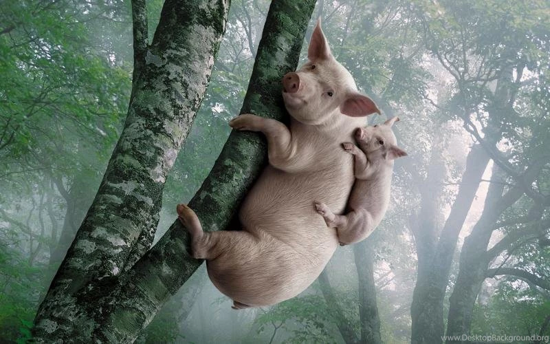 Pig And Piggy Climb The Tree Wallpaper,Pig Wallpaper,Piggy ...