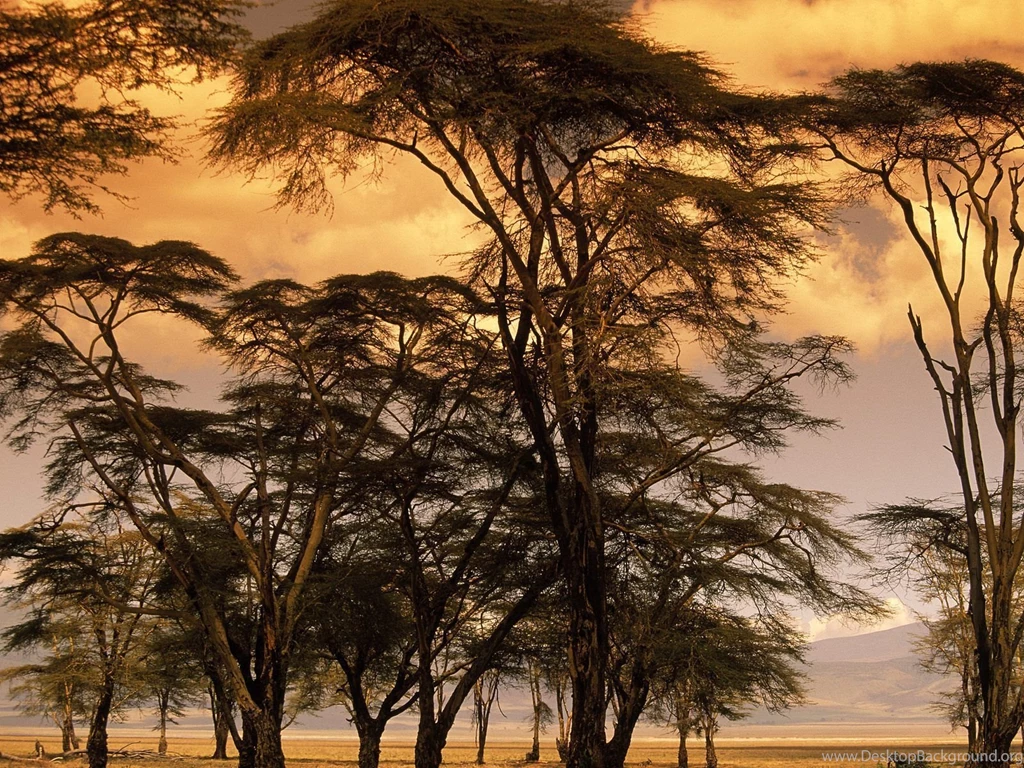 Africa Photo Wallpapers And Pictures, African, Africa Photos ...