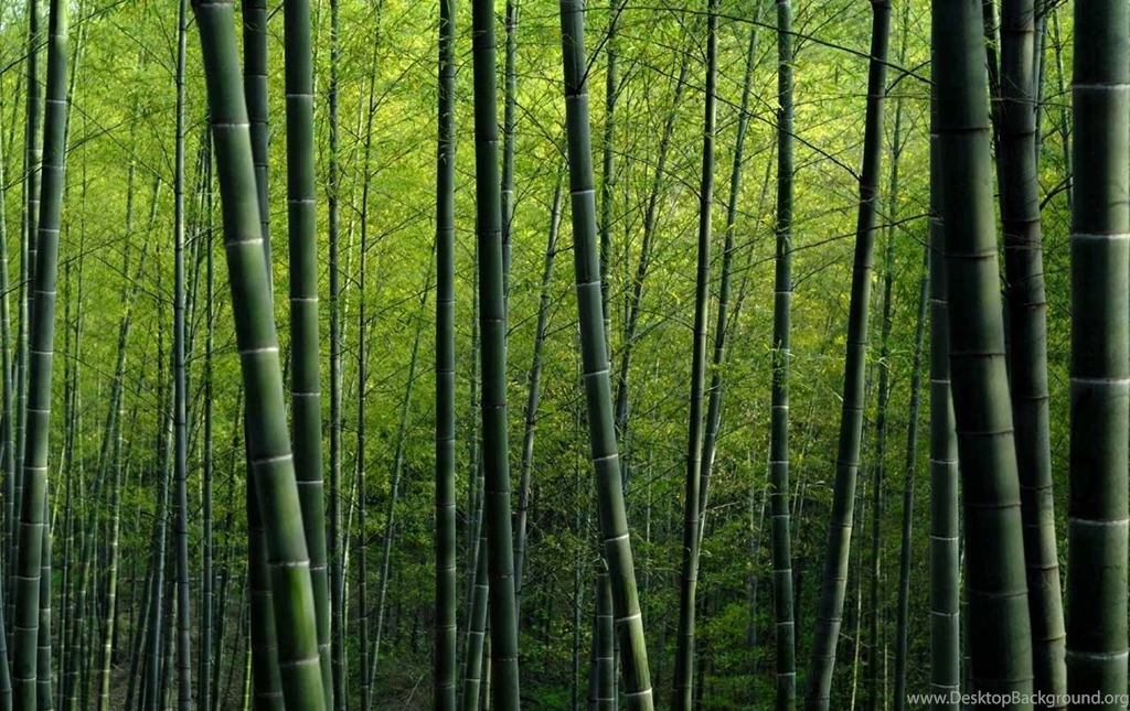 Gallery For   Bamboo Image Wallpapers