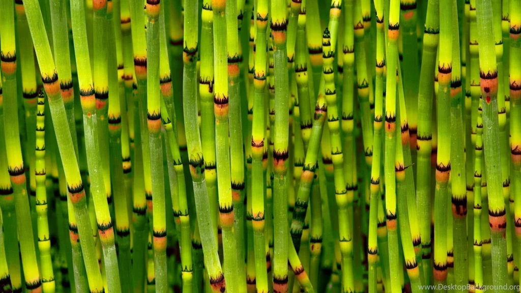 HD Bamboo Wallpapers HD, Desktop Backgrounds 2048x1152