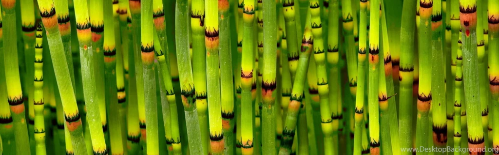 Dual Wide Bamboo Wallpapers HD, Desktop Backgrounds 3840x1200