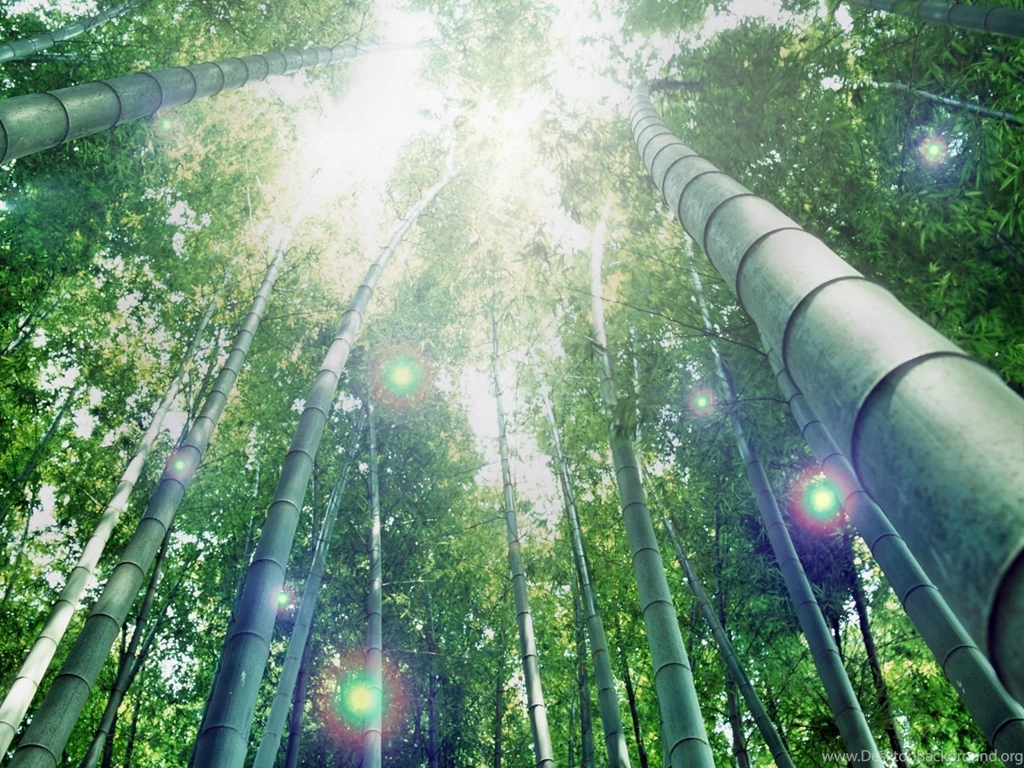 Bamboo Desktop Wallpapers