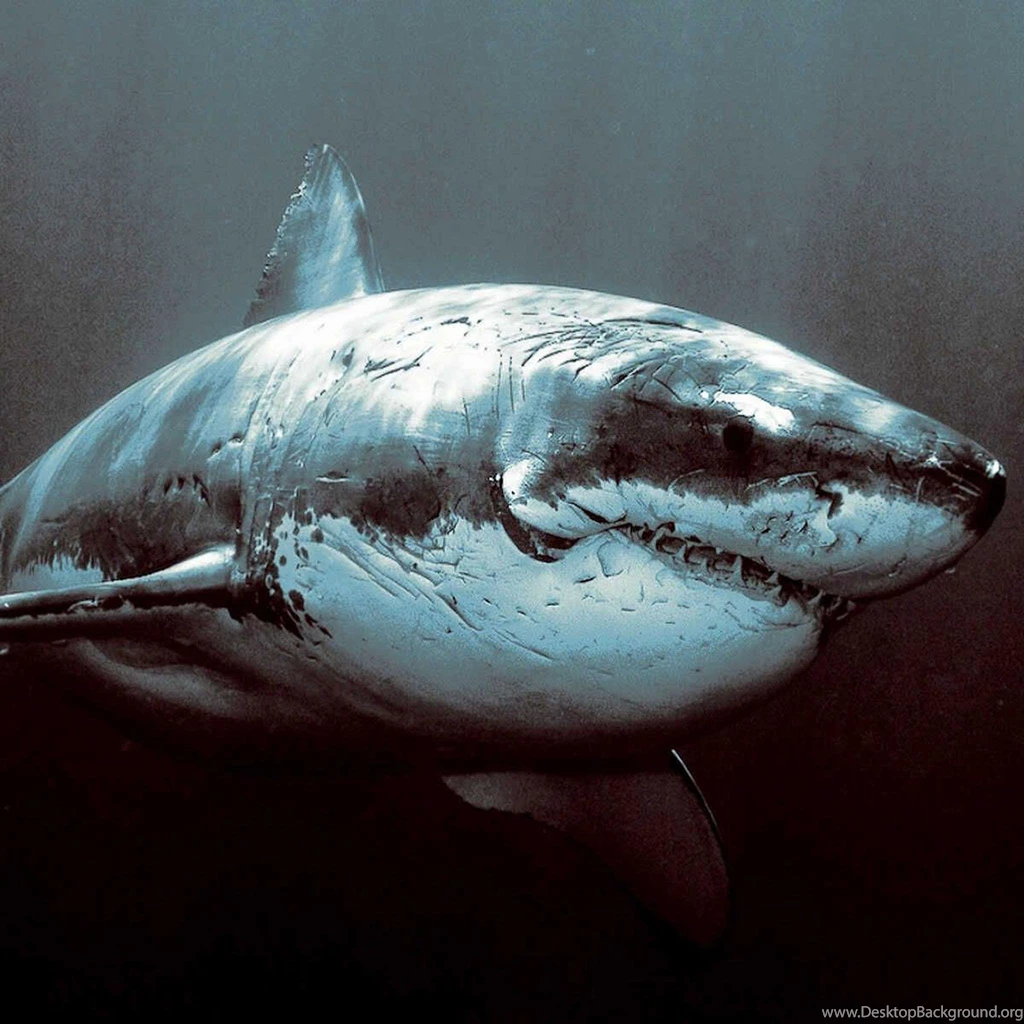 iPad Retina Wallpapers HD   Retina Ready, Stunning Wallpapers