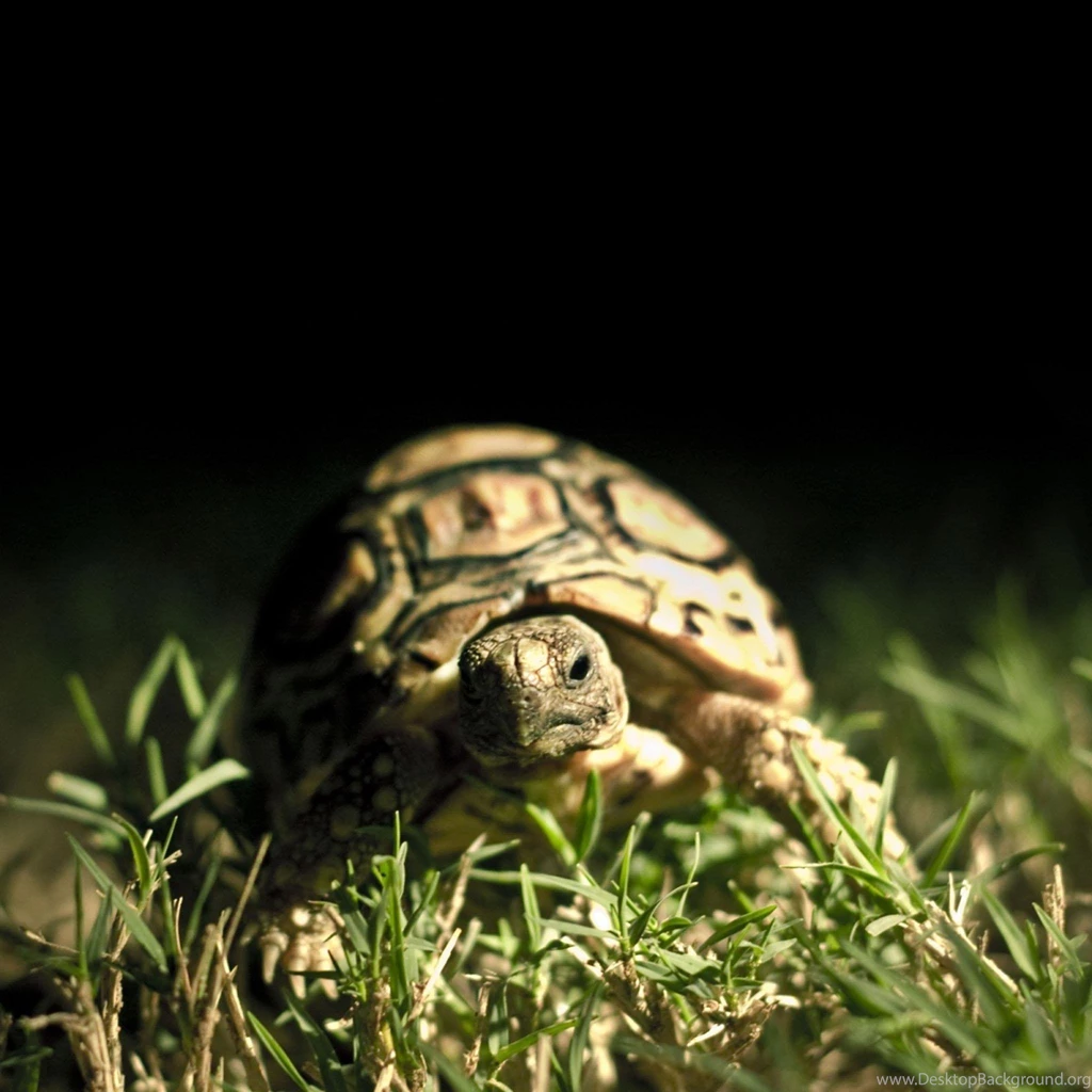 iPad Retina HD Wallpapers Turtle iPad Help For IPad, iPad Air ...