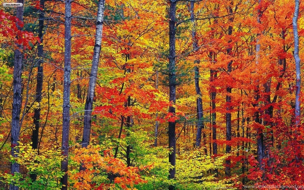Gallery For   Free Wallpapers Seasons Fall