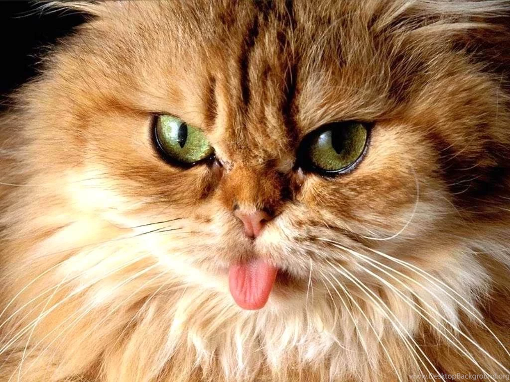 Fat Cat