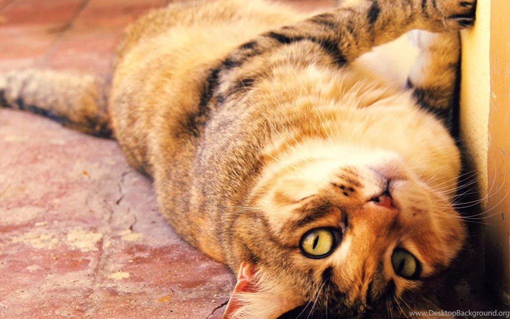 Fat Cat Wallpapers And Images Wallpapers, Pictures, Photos