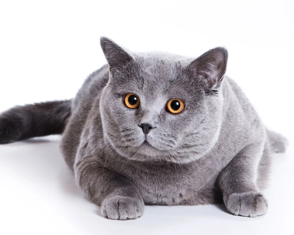 Gray Fat Cat Wallpapers