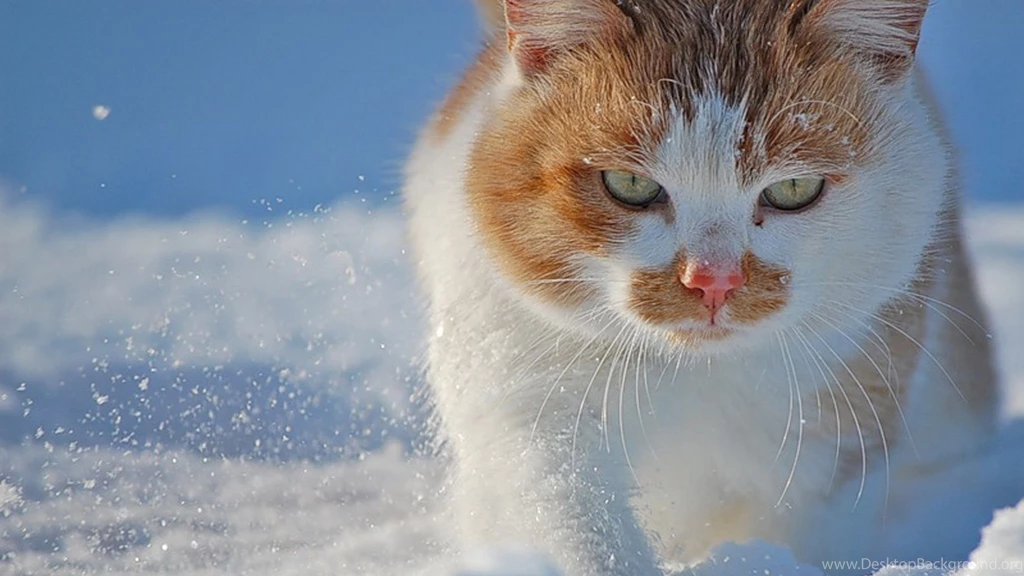 Download Wallpapers 2560x1440 Cat, Face, Snow, Spotty, Fat Mac iMac ...