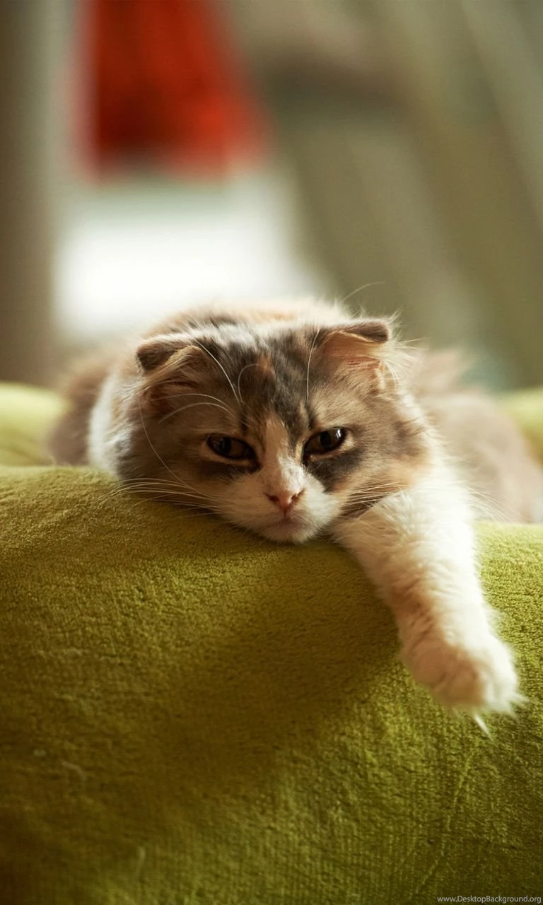 Lazy Fat Cat Lumia 1020 Wallpapers (768x1280)