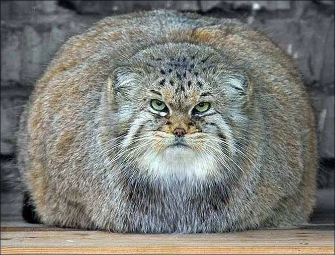 Fat Cats Awesome Photographs