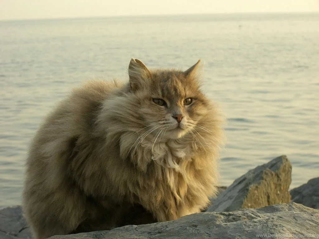 Download Wallpapers 1600x1200 Cat, Fat, Fluffy, Sit, River ...