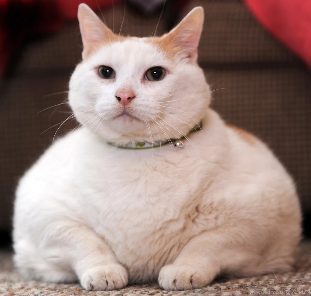 The Term Fat Cat Refers To A Wealthy Person Who Contributes To A ...