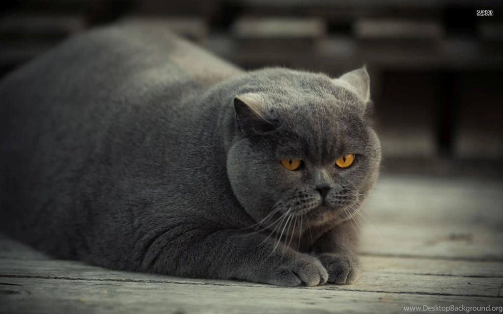 Gray Fat Cat With Yellow Eyes Wallpapers   Animal Wallpapers