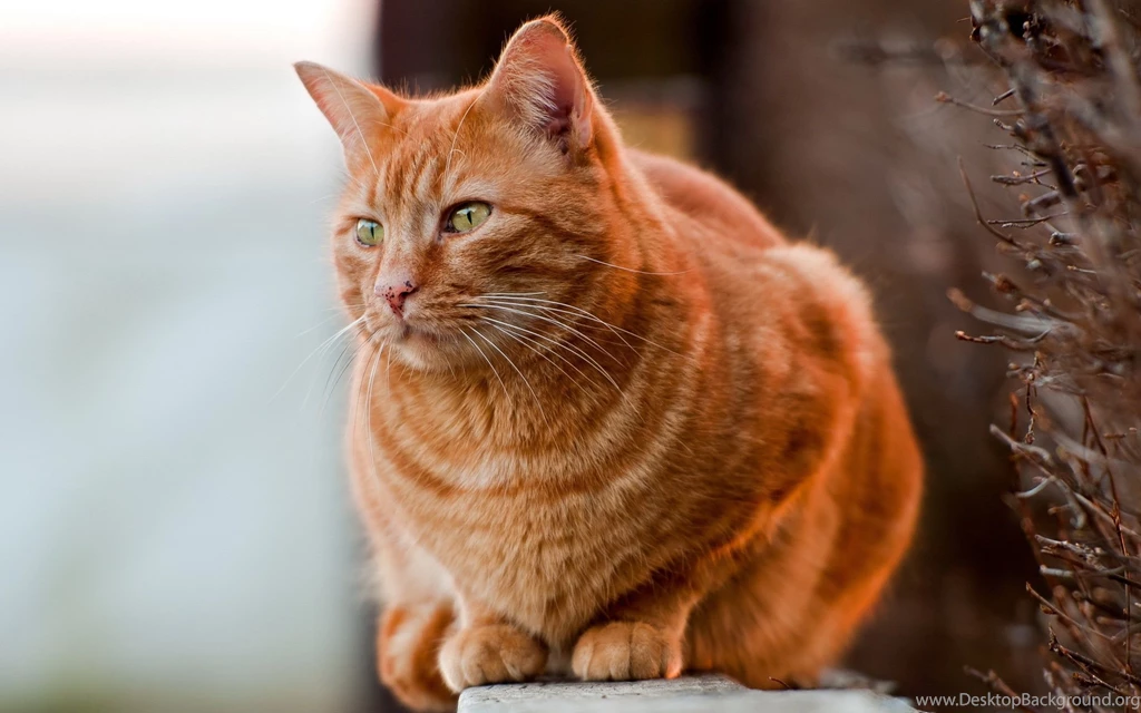 Redhead Fat Cat Wallpapers And Images   Wallpapers, Pictures, Photos