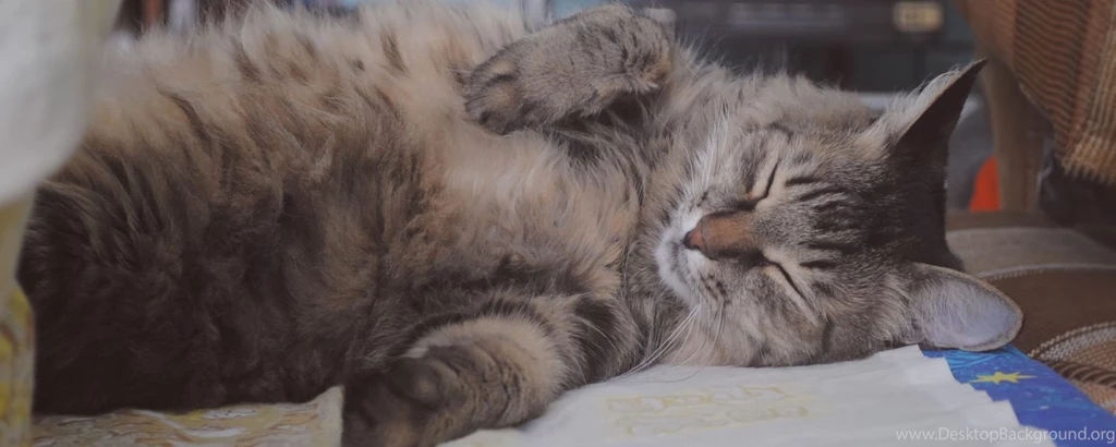 Download Wallpapers 2560x1024 Cat, Fat, Fluffy, Sleep, Coat Dual ...