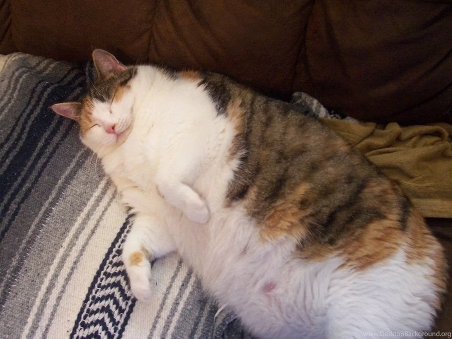 Snuggles, My VERY Fat Cat By Starwarsdiva13 On DeviantArt
