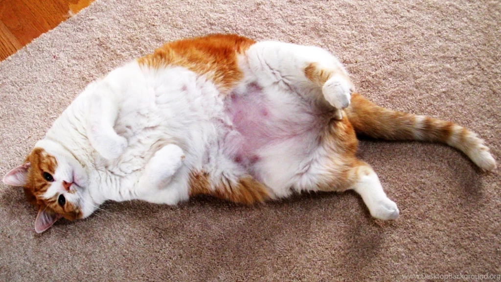 FAT Cat Gets SKINNY And Hot!   YouTube