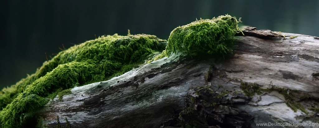 Download Dual Monitors Wallpapers 2560x1024