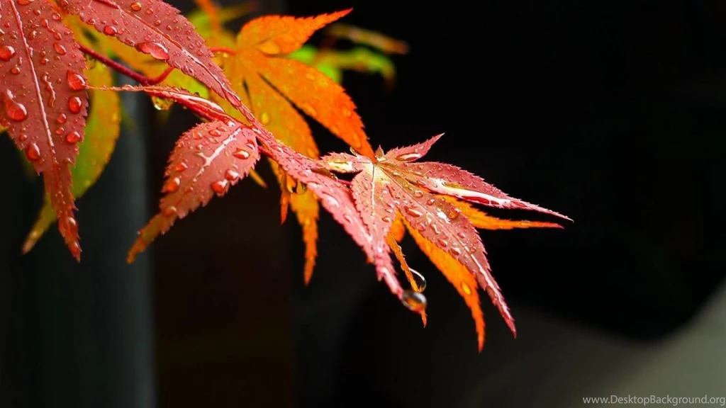 Latest 3d Abstract Wallpapers Water 629 Desktop Wallpapers