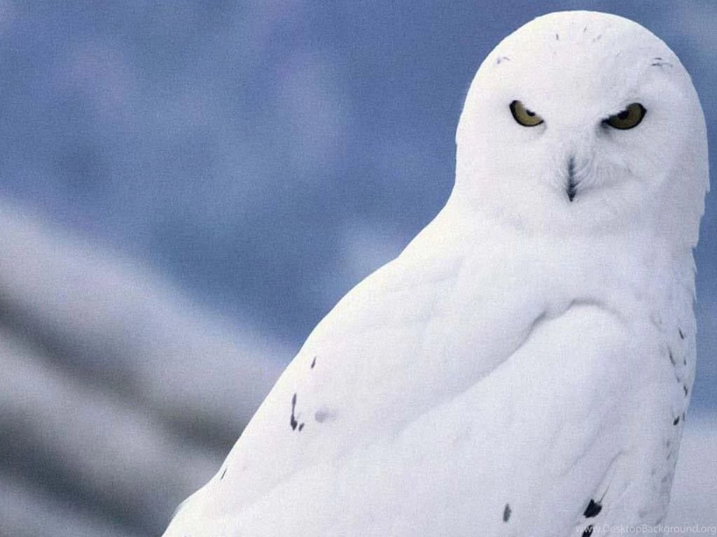 White Owl Wallpapers