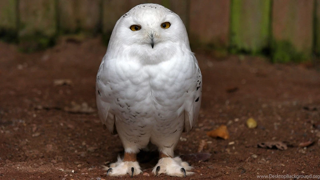 White Owl Wallpapers Iphone Images