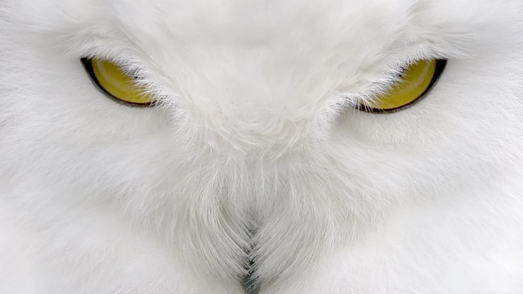 White Owl Wallpapers High Quality