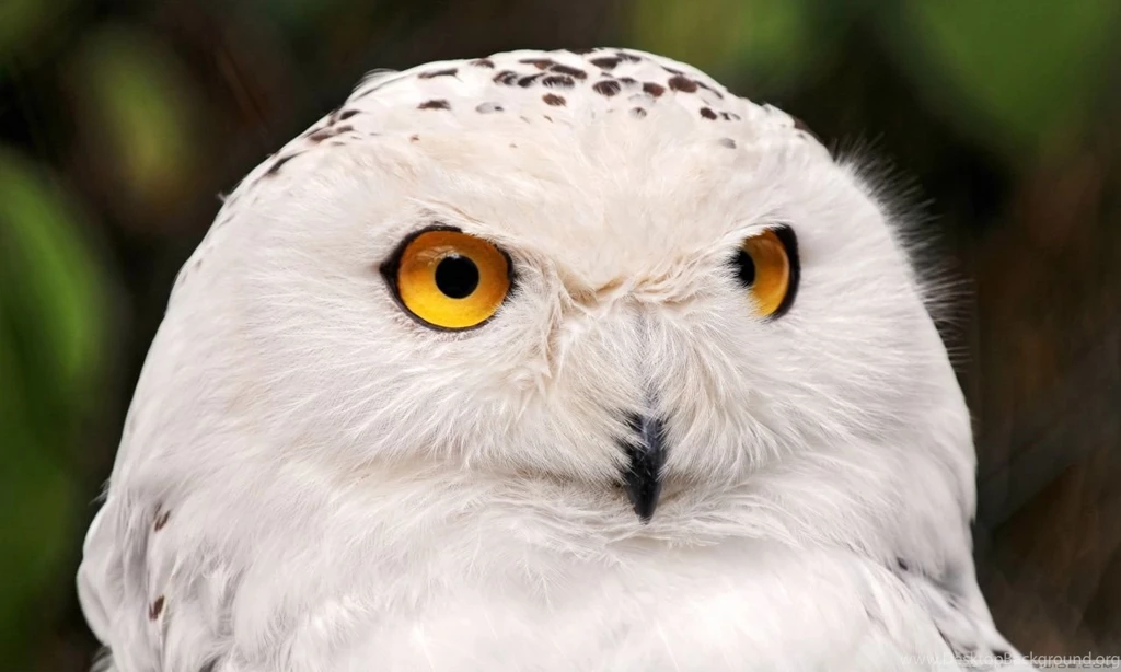 White Owl HD Desktop Wallpapers : High Definition : Fullscreen : Mobile