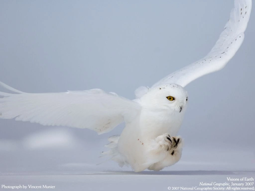 White Owl Wallpapers Hd 8   High Definition : Widescreen Wallpapers