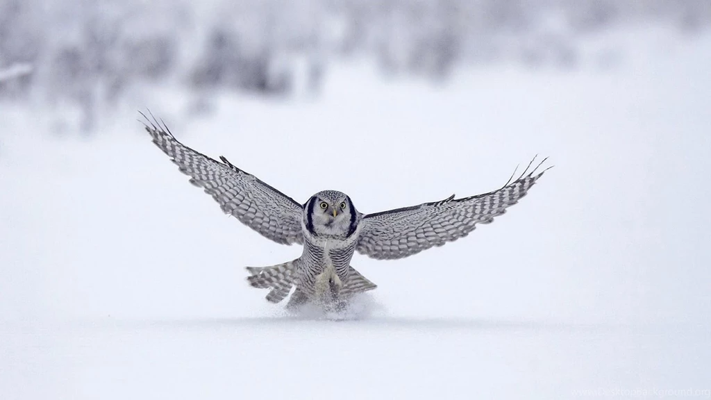 White Owl Wallpapers Hd 7 High Definition : Widescreen Wallpapers