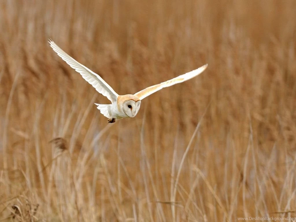 Owl Wallpapers   Owl Bird Wallpapers Gallery