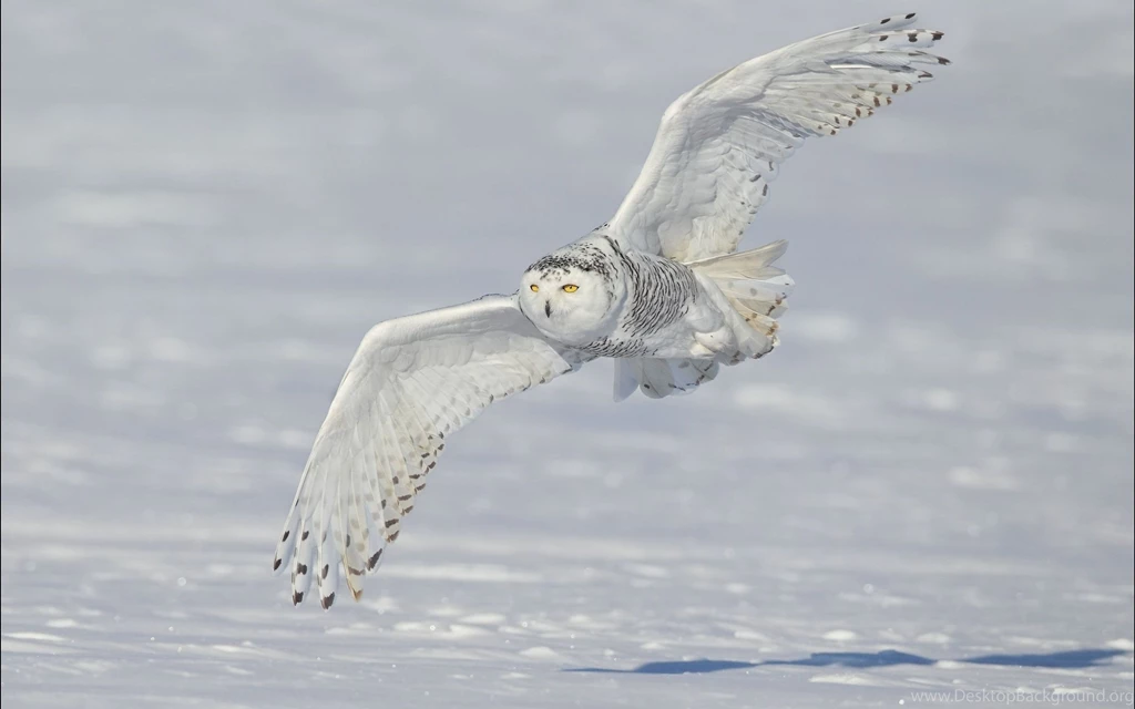 2560x1600 Snow, Snowy Owl, White Owl, Polar Owl, Winter, Wings ...