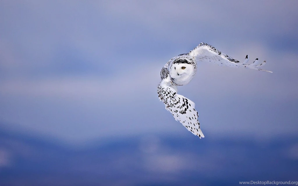 Wallpapers Of A Flying White Owl