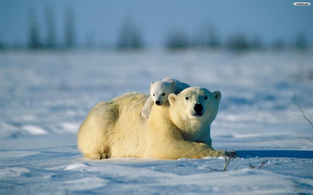 YouWall Bear Family Wallpapers Wallpaper,wallpapers,free ...